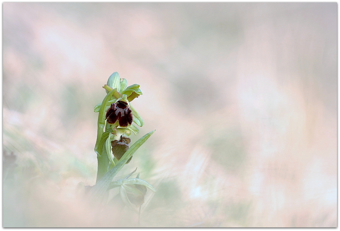 Ophrys sphegodes