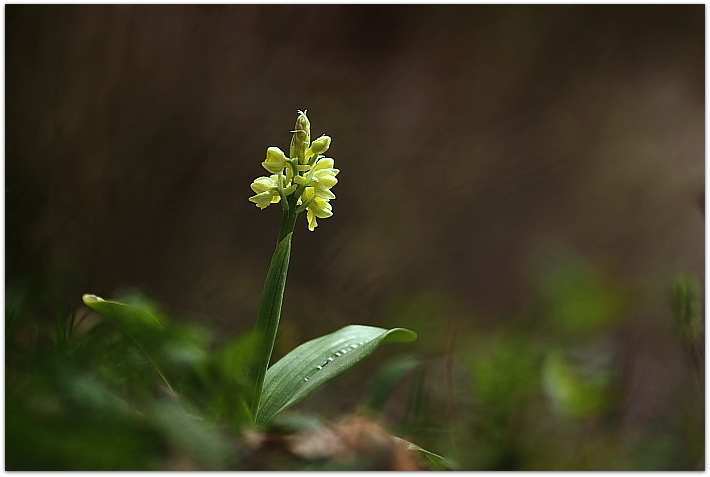 Orchis pallens