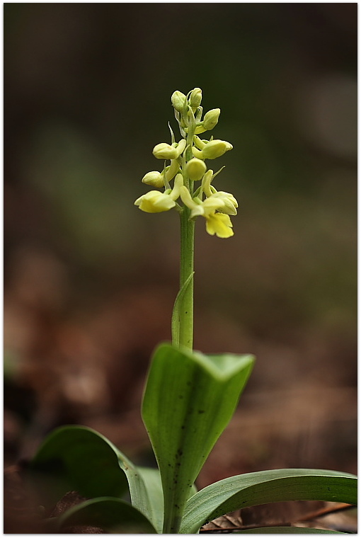 Orchis pallens