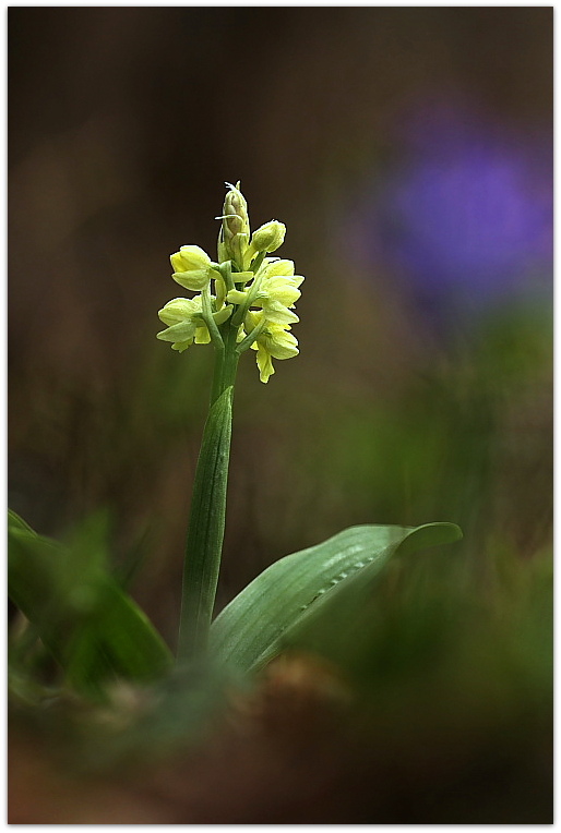 Orchis pallens