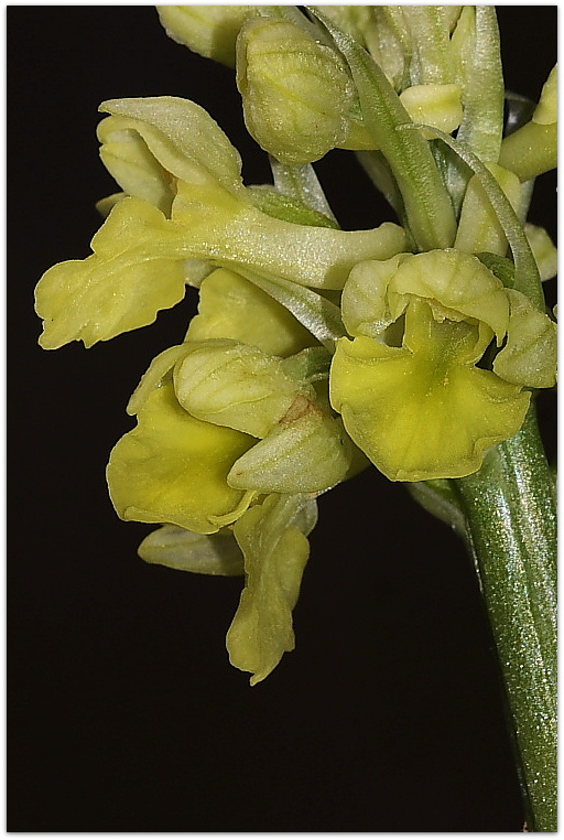 Orchis pallens