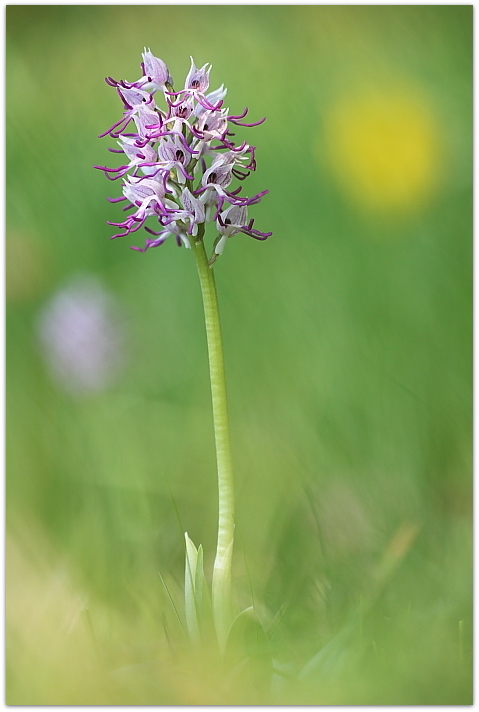 Orchis simia