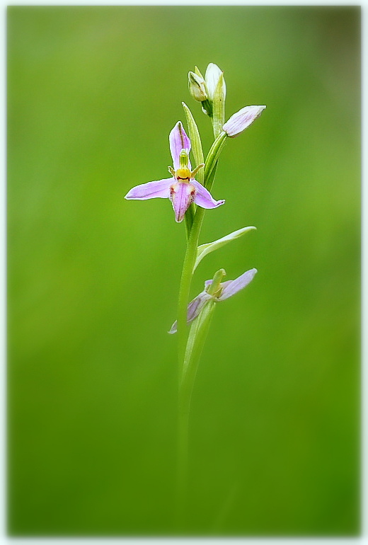 Ophrys apifera var. tilaventina