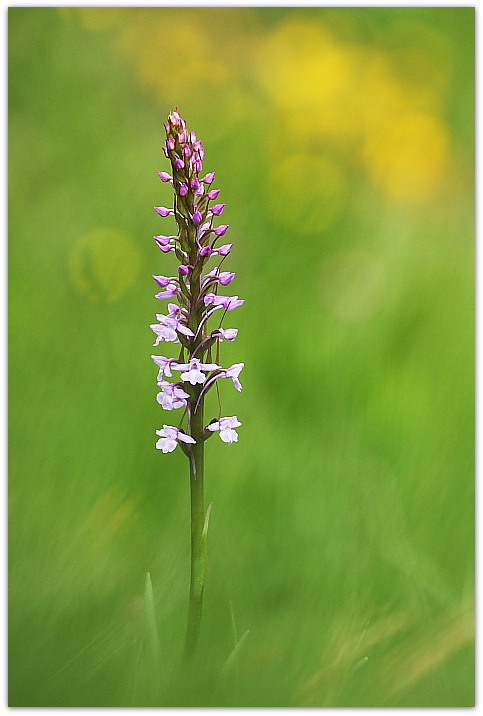 Gymnadenia conopsea e altro