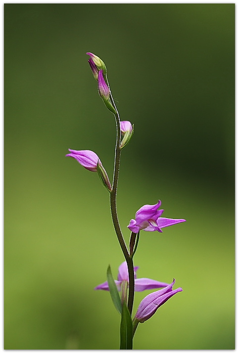 Gymnadenia conopsea e altro