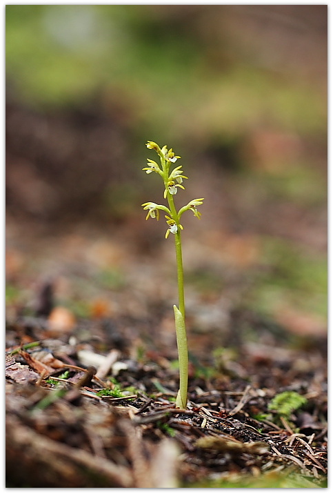 Gymnadenia conopsea e altro