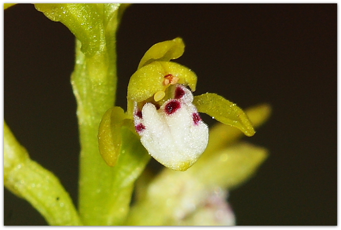 Gymnadenia conopsea e altro