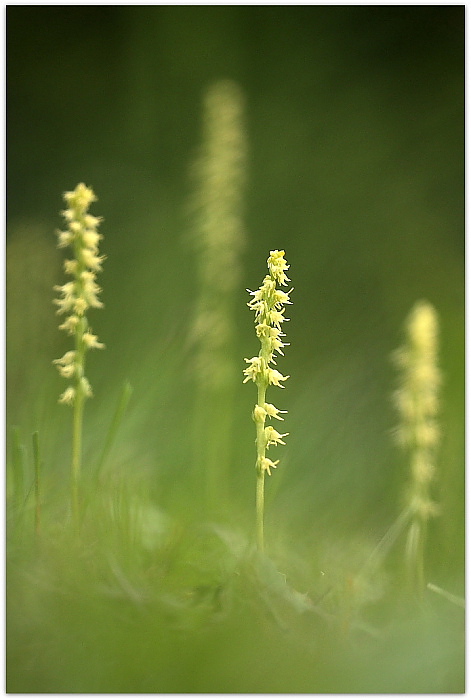 Herminium monorchis e Listera cordata