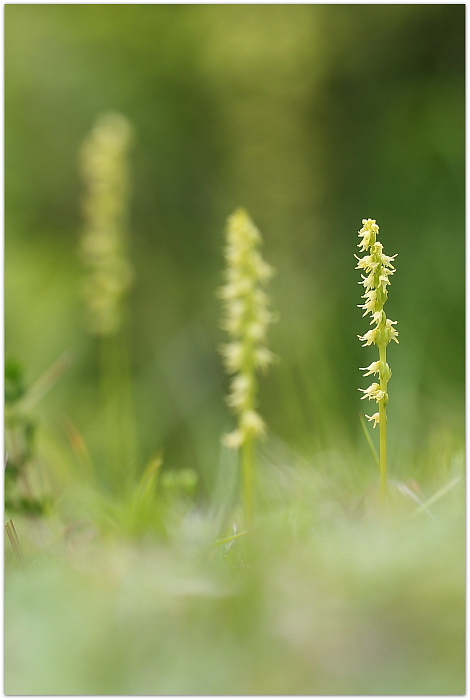 Herminium monorchis e Listera cordata