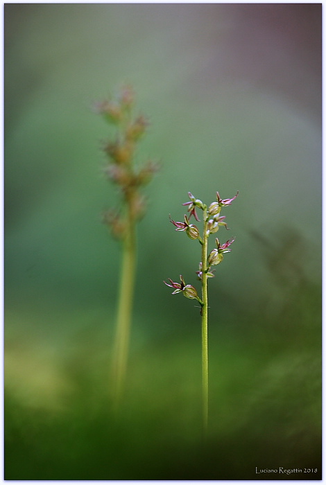 Herminium monorchis e Listera cordata