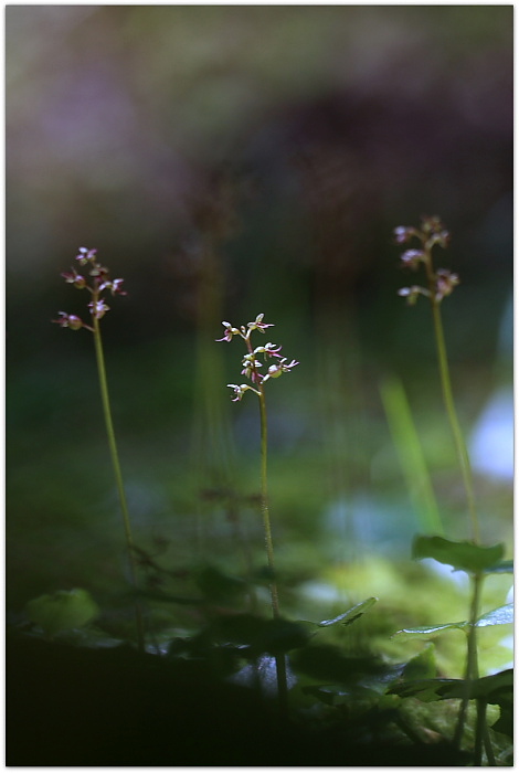 Herminium monorchis e Listera cordata