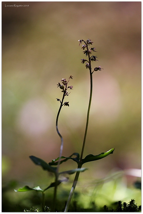 Herminium monorchis e Listera cordata