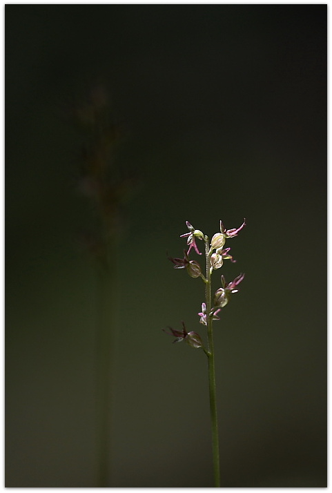 Herminium monorchis e Listera cordata