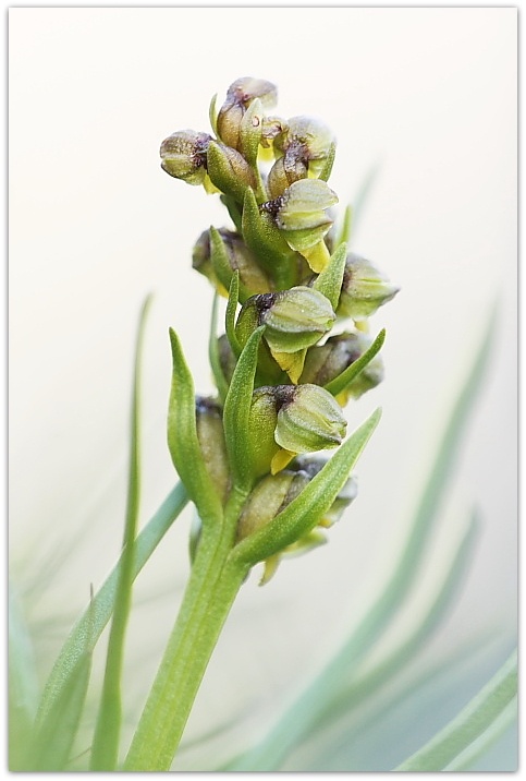 Chamorchis alpina