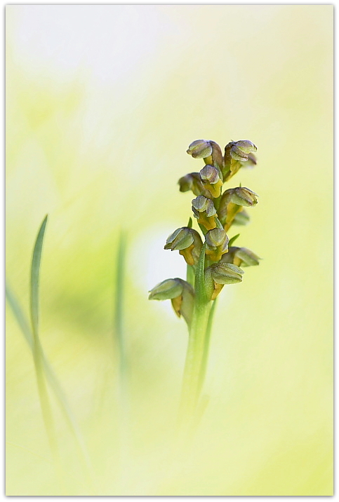 Chamorchis alpina