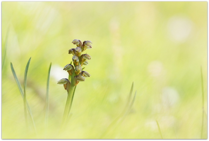 Chamorchis alpina