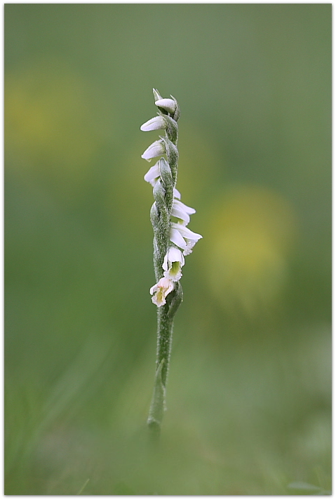 Spiranthes spiralis / Viticcini autunnali