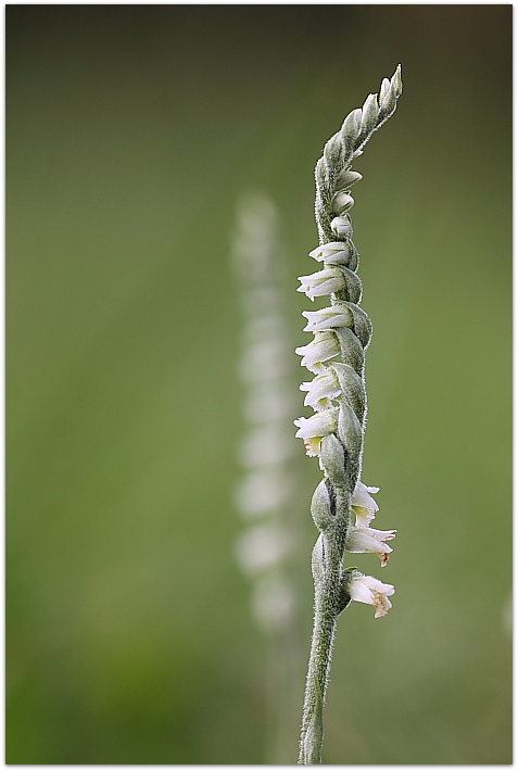 Spiranthes spiralis / Viticcini autunnali