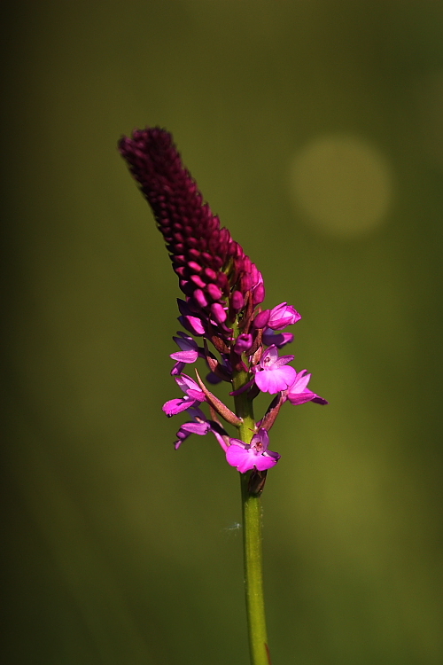 Ibrido A. pyramidalis x G. conopsea ???