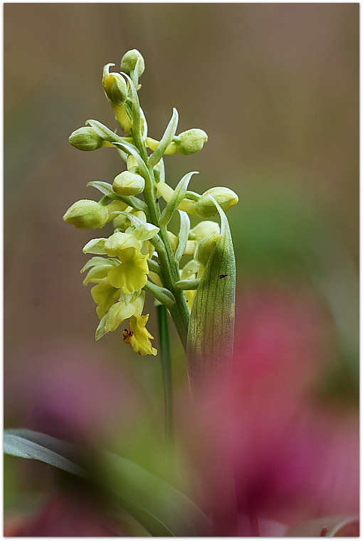 Orchis pallens