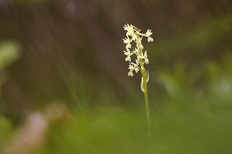 Orchis provincialis