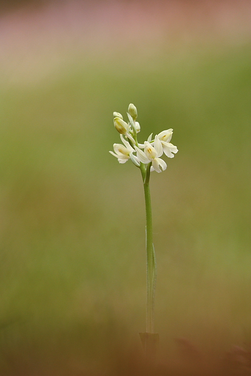 Orchis provincialis