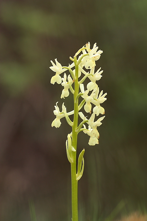 Orchis provincialis