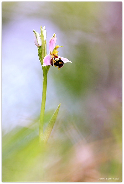 Orchidee e orchidee