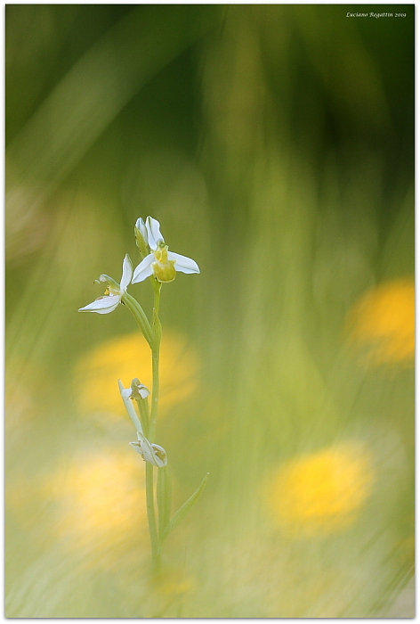 Ophrys apifera chlorantha