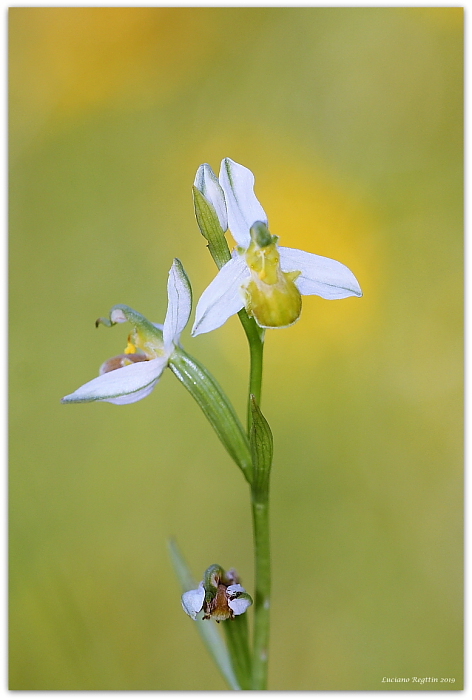 Ophrys apifera chlorantha