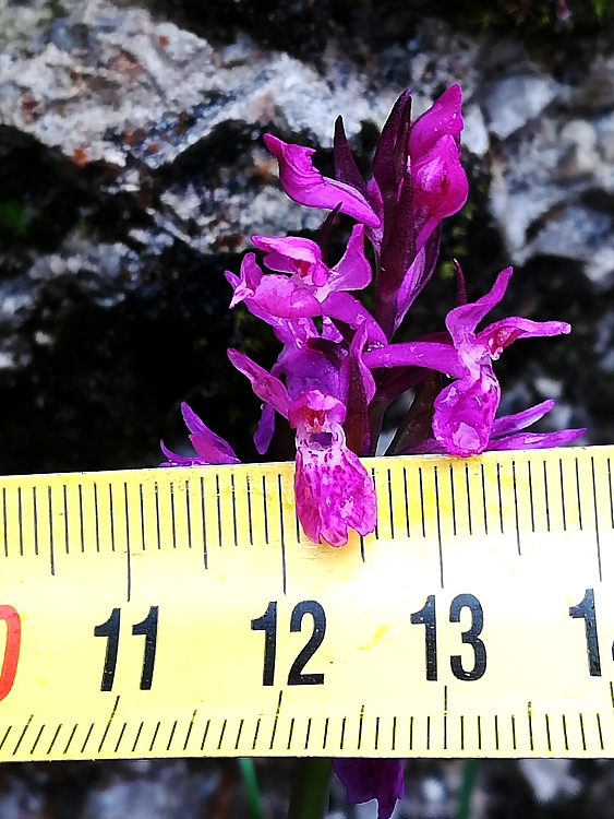 Dactylorhiza lapponica subsp. rhaetica / Orchide retica