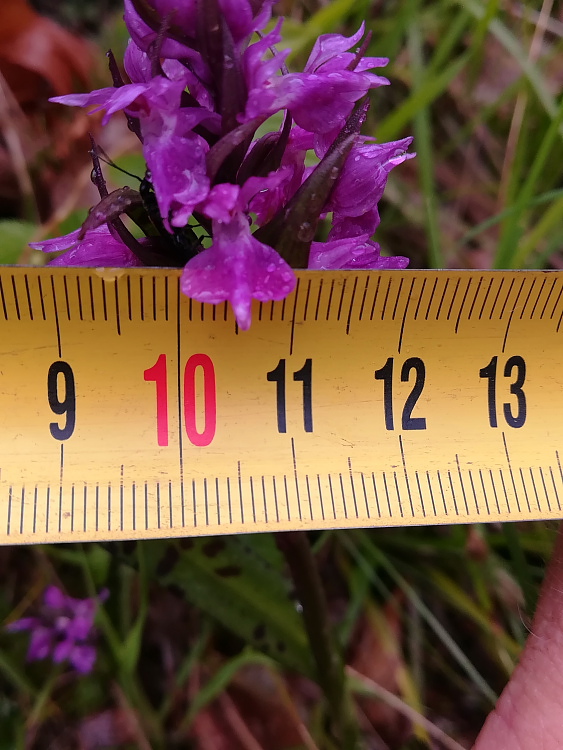 Dactylorhiza lapponica subsp. rhaetica / Orchide retica