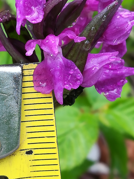 Dactylorhiza lapponica subsp. rhaetica / Orchide retica