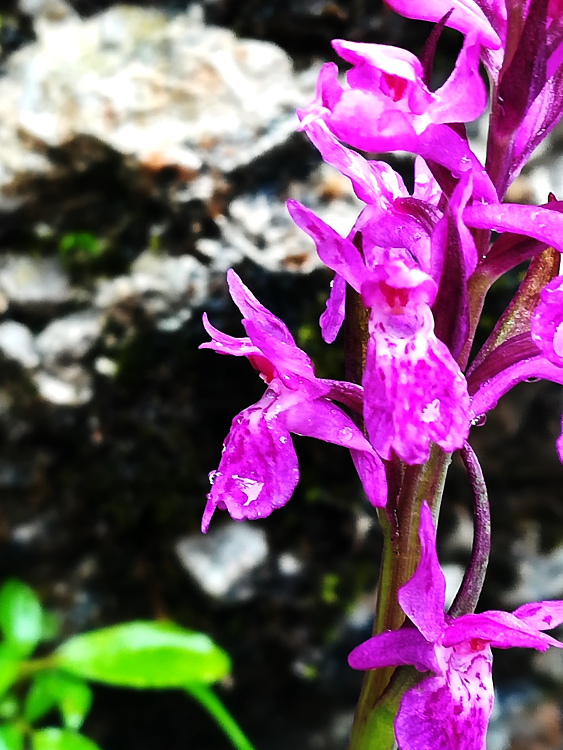 Dactylorhiza lapponica subsp. rhaetica / Orchide retica