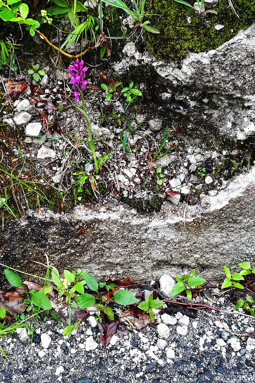 Dactylorhiza lapponica subsp. rhaetica / Orchide retica