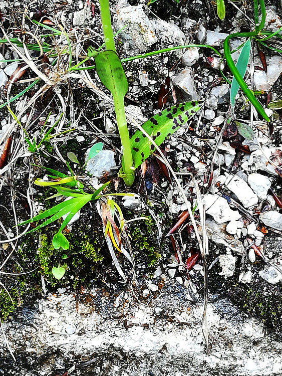 Dactylorhiza lapponica subsp. rhaetica / Orchide retica