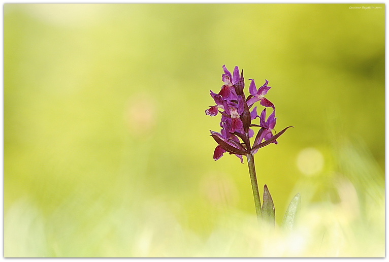 Dactylorhiza sambucina