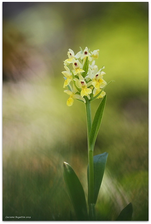 Dactylorhiza sambucina