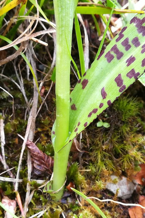 Dactylorhiza lapponica subsp. rhaetica / Orchide retica