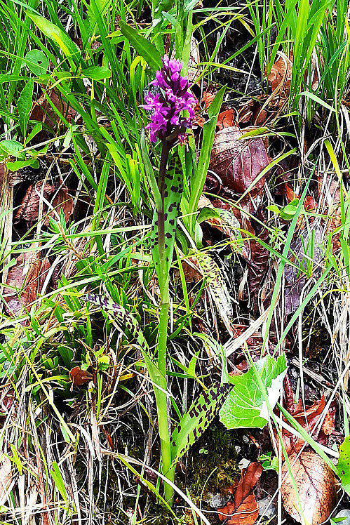 Dactylorhiza lapponica subsp. rhaetica / Orchide retica