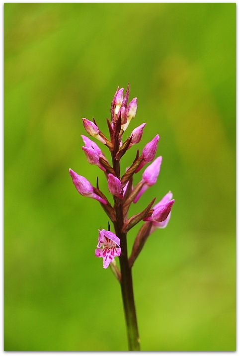 Pseudorchis albida e ibrido