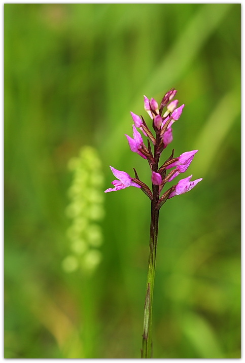 xPseudorhiza nieschalkii