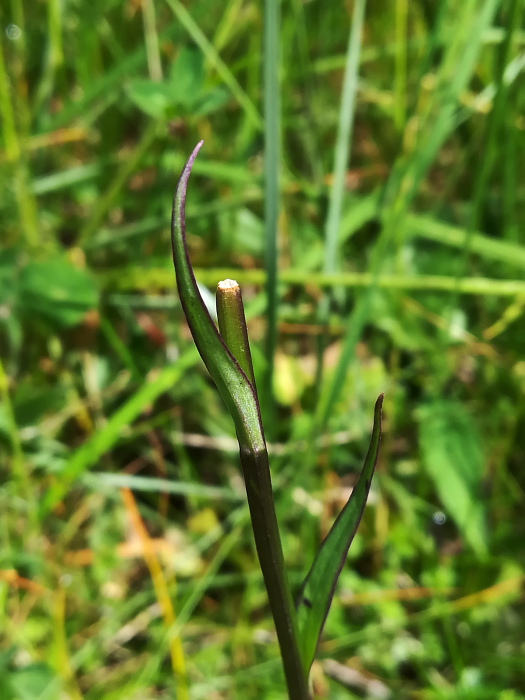 xPseudorhiza nieschalkii