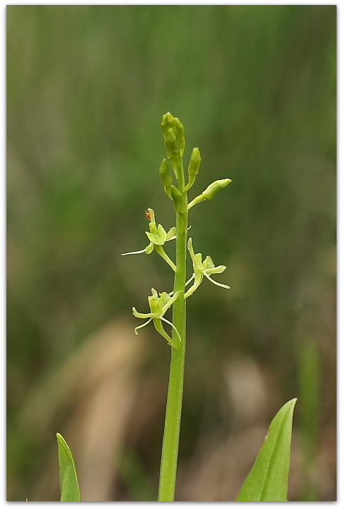 Liparis loeselii / Liparide