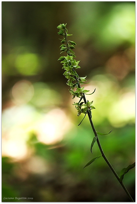 Epipactis purpurata