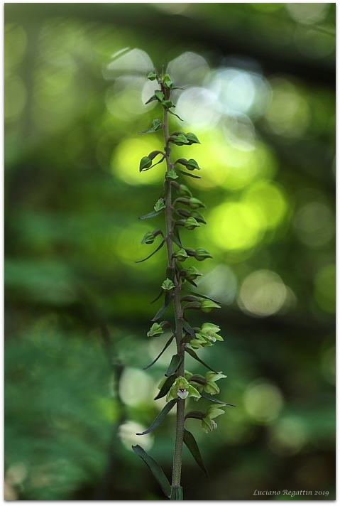 Epipactis purpurata