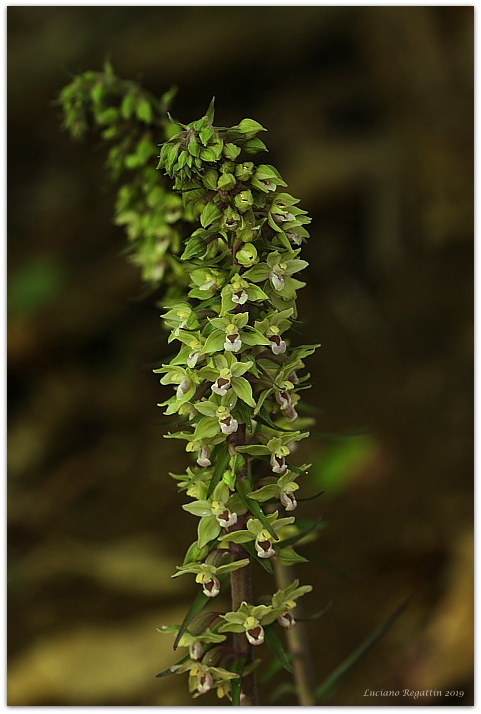 Epipactis purpurata