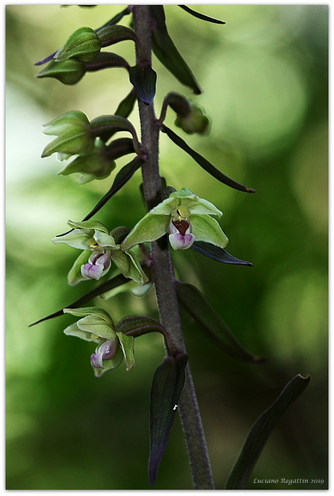 Epipactis purpurata