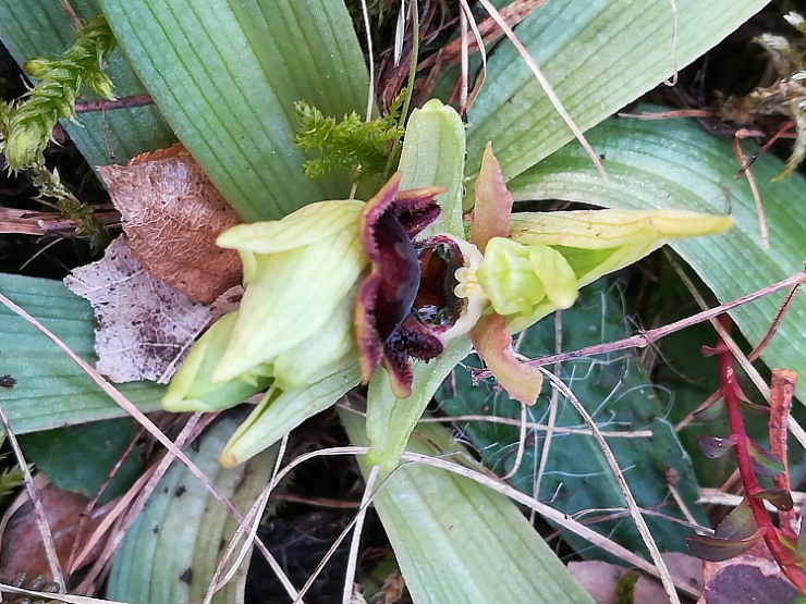 Ophrys sphegodes
