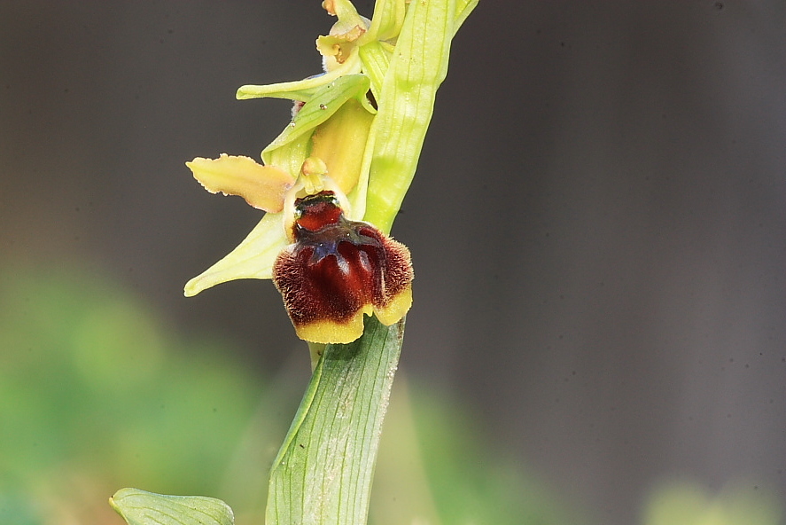 Ophrys sphegodes a labello convesso